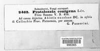 Pestalotiopsis conigena image